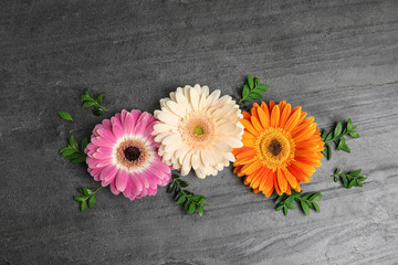 Flat lay composition with beautiful bright gerbera flowers on grey background, top view