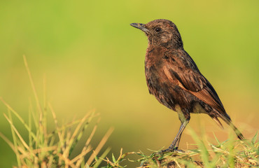 Brown bird side profile standing erect blurred green background Masai Mara National Reserve Kenya...