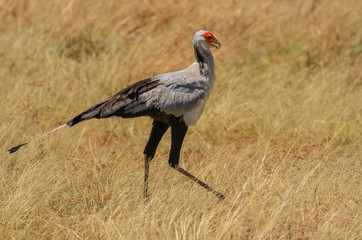 Secretarybird  secretary bird Sagittarius serpentarius close up walking savannah Masai Mara National Reserve Kenya East Africa