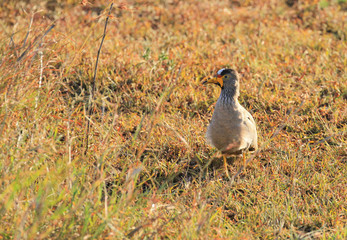 African wattled lapwing , Vanellus senegallus, face profile., in long grass Masai Mara National Reserve Kenya East Africa copy space Kenya safari