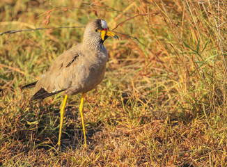 African wattled lapwing , Vanellus senegallus, long yellow legs walking in long grass Masai Mara...