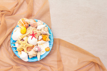 Seashells summer background