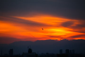 Sunset bird