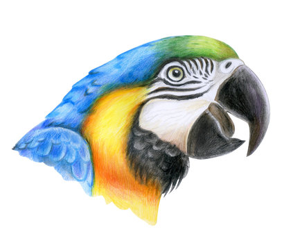 Macaw Blue-and-yellow portrait. Blue-and-yellow macaw. Parrot. Ara ararauna. Pencils, pastels. Watercolor. Illustration. Hand drawing. Template. Hand drawing