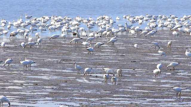 oies des neiges