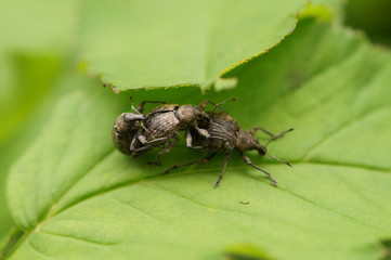 Три богатыря