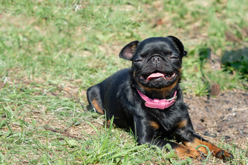 portrait of Black Petit Brabancon on the green grass
