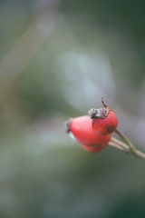 Rose hip on a blurred background