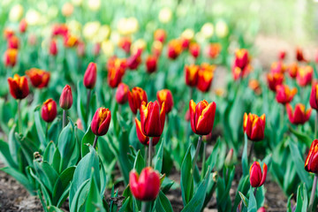 On a bed in the park tulips bloom, spring, April, buds, red, pink