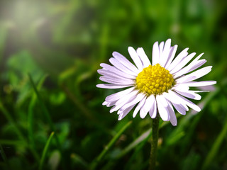Fototapeta premium Beautiful blooming marguerite on a green meadow at sunrise. Daisies in green grass in the park. Colorful spring meadow flowers lit by the sun