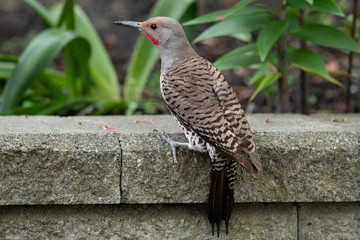 bird on rock wall