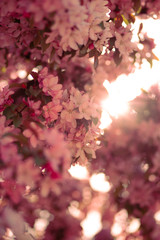 Fototapeta premium spring flowers and plants bloom.photo of flowering