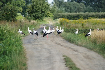 Grupa bocianów na drodze