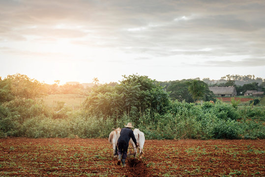 Farmer and Oxen Plow Tobacco Field.