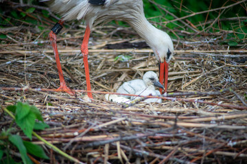 baby stork with parents