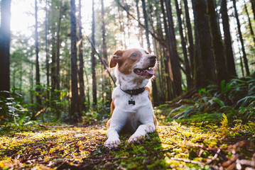 Happy Pup in the Forest.