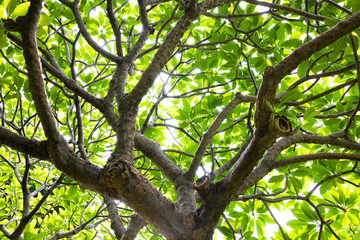 forest tree. nature green wood with sunlight .