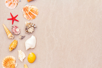 Seashells summer background