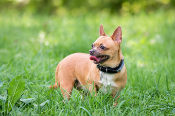 Chihuahua dog on the grass