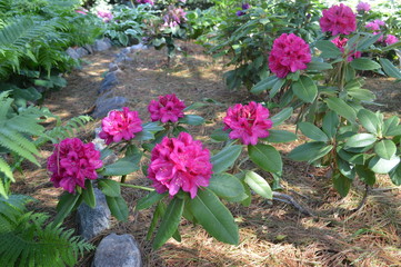 flowers in the garden