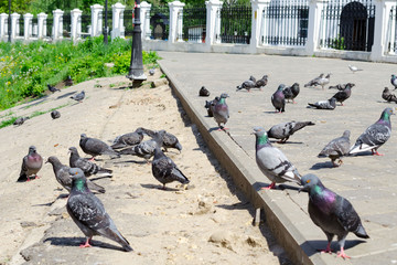 Fototapeta premium many pigeons walk on the asphalt.