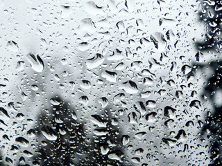 drops on the glass on the background of spruce