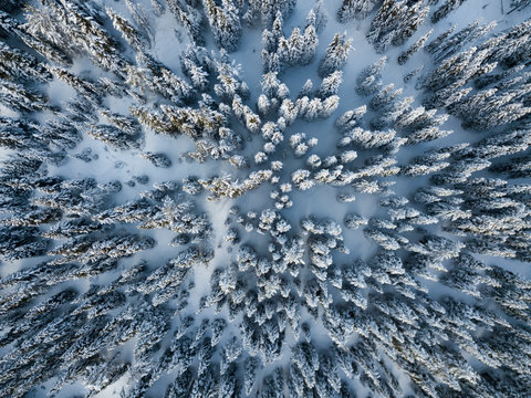 Winter pine forest from above