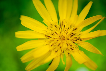 Macro Picture of a yellow flowerhead