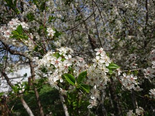 blooming apple tree in spring