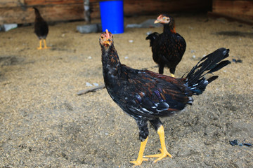 A chicken or hen walking inside at a free range farm, having a high quality life