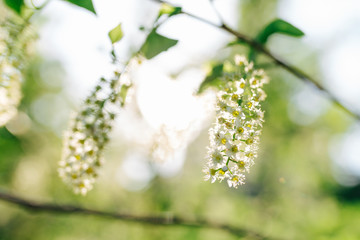 Blooming tree in spring in nature