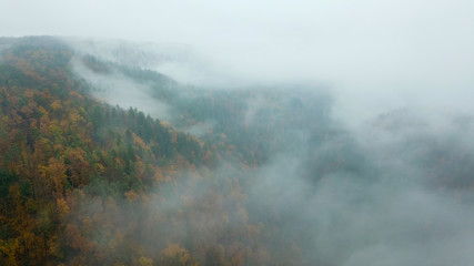 Autumn trees in the morning mist