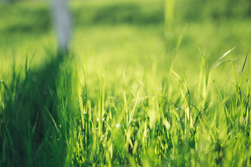 Green grass closeup summer morning