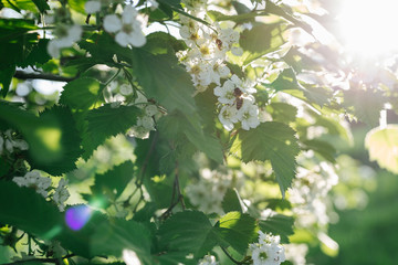 Blooming tree in spring in nature