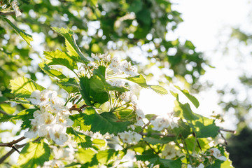 Blooming tree in spring in nature
