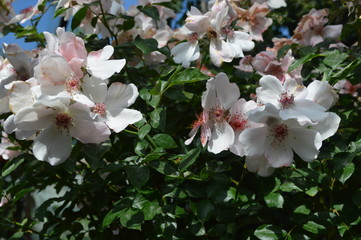 pink flowers of apple tree