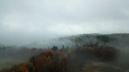 Autumn trees in the morning mist