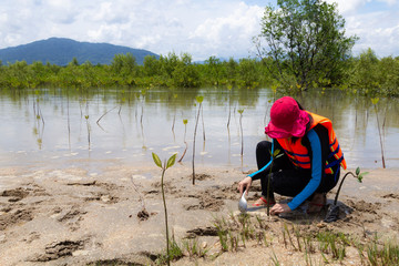 Asia woman planting young tree in deep mud in mangrove reforestation.