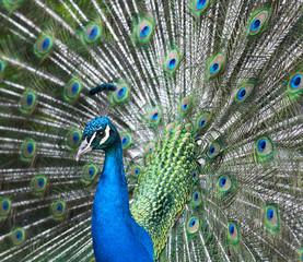 Fototapeta na wymiar Proud peacock with open tail feathers