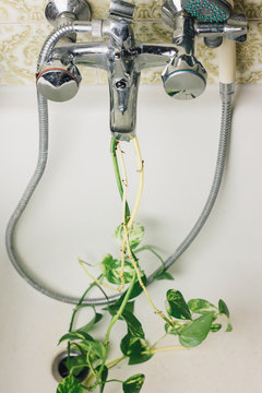 Plants in the bathroom