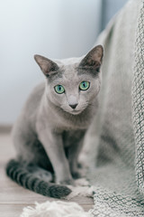 Adorable russian blue cat with funny emotional muzzle and big blue eyes lifestyle portrait in home interior. Gray little playful breeding kitten waiting to play. Lovely active female kitty relaxing.