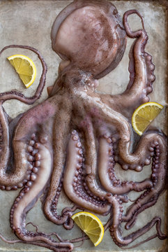 octopus on a platter