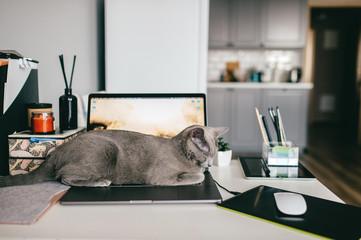 Beautiful russian blue cat with funny emotional muzzle lying on keayboard of notebook and relaxing...