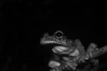 A close up of an brown and black large eye, green tree frog, Osteocephalus, in black and white