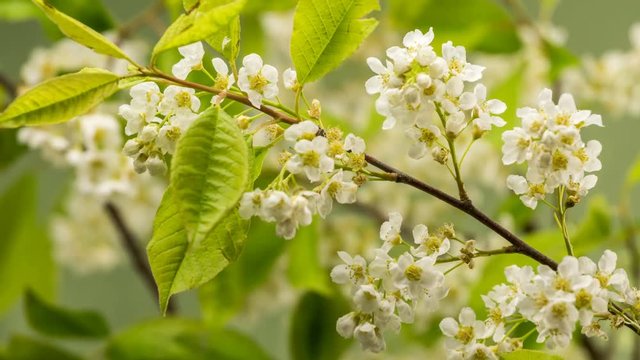 White flowers of bird cherry tree (Prunus padus) blooming fast in spring Time lapse