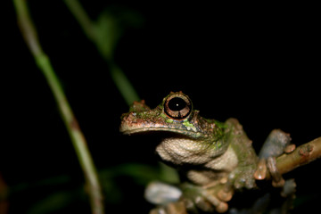 A close up of an brown and black large eye and mouth of a brown and green tree frog, Osteocephalus