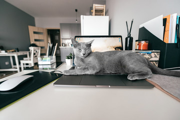 Beautiful russian blue cat with funny emotional muzzle lying on keayboard of notebook and relaxing in home interior on gray background. Breeding adorable playful pussycat   resting on laptop.