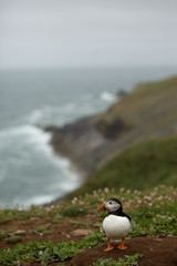 Environmental shot of a puffin on Skomer with puffin in foreground and cliffs and sea in the background.  