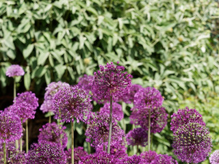 Obraz premium Allium aflatunense 'purple sensation'- Ail d'ornement sensation aux fleurs bleues violacées ou pourpres en petites ombelles sur des tiges fines
