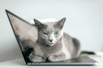 Beautiful russian blue cat with funny emotional muzzle lying on keayboard of notebook and relaxing in home interior on gray background. Breeding adorable playful pussycat   resting on laptop.